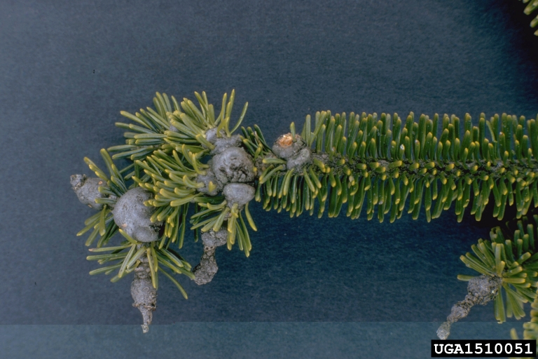 Swollen stems on fir tree.